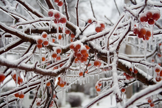 Storm's Icing
